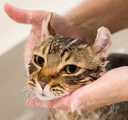Bain chat Bain chat